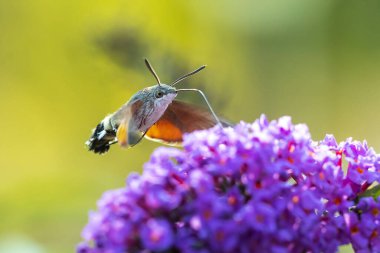 Bir sinekkuşu güvesi, Macroglossum stellatarum, canlı bir çayırda pembe bir çiçekle besleniyor.