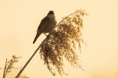 Avrasya sazlık bülbülü Acrocephalus scirpaceus kuş güneş doğarken sazlıklarda ötüyor. Güneşli bir yaz sabahı