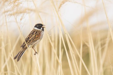 Alelade bir sazlık kiraz kuşu olan Emberiza schoeniclus, kamış başlıklı Phragmites australis 'te şarkı söyler. Sazlık yatakları, bulutlu bir günde bahar mevsiminde sert rüzgarlar nedeniyle sallanıyor..