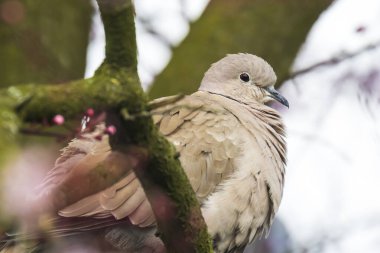 Bir ağaca tünemiş Avrasya güvercini (Streptopelia decaocto) kuşunun yakın çekimi