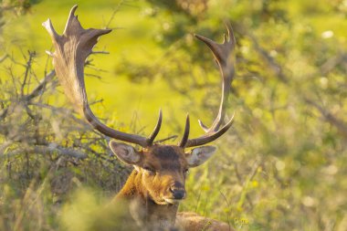 Fallow geyiği Dama Dama geyiği ormanda yürüyor. Doğa renkleri arka planda açıkça görülebilir, seçici odak kullanılır.