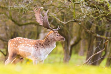Fallow geyiği Dama Dama geyiği ormanda yürüyor. Doğa renkleri arka planda açıkça görülebilir, seçici odak kullanılır.
