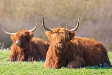 Kahverengi kırmızı Highland sığırları, İskoç sığır cinsi otlaklarda dinlenen uzun boynuzlu Bos Taurus.