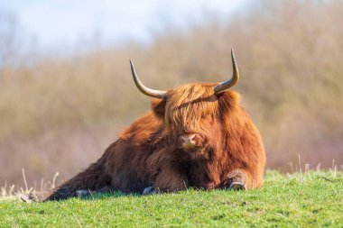 Kahverengi kırmızı Highland sığırları, İskoç sığır cinsi otlaklarda dinlenen uzun boynuzlu Bos Taurus.