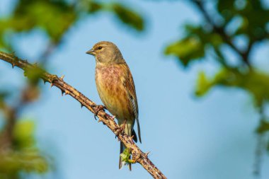 Linnet kuşundan bir erkeğin yakın plan portresi, Carduelis Cannabina, kırmızı göğüslü ve bahar mevsiminde eş arıyor. Açık mavi gökyüzü