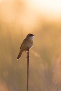 Sedge Warbler kuşuna yakın olan Acrocephalus schoenobaenus üreme mevsiminde bir dişiyi cezbetmek için şarkı söyler.