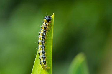 Kutu ağacı güvesi tırtılı, Cydalima perspektifi, yapraklarla besleniyor. Avrupa 'da istilacı bir tür ve en iyi bahçe haşeresi oldu..