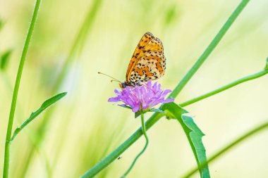 Melitaea didyma, kırmızı bantlı fritiller veya canlı bir çayırda çiçeklerle beslenen benekli kelebek.