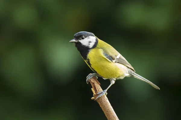 Closeup portrait of a Great tit bird, Parus Major, perched on wood in bright sunlight