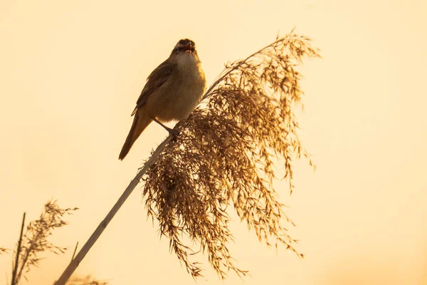 Euraziatische Rietzanger Acrocephalus Scirpaceus Vogel Die Tijdens Zonsopgang Riet Zingt — Stockfoto