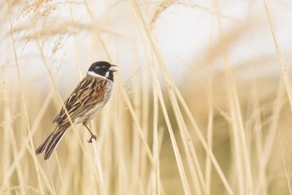 Alelade Bir Sazlık Kiraz Kuşu Olan Emberiza Schoeniclus Kamış Başlıklı — Stok fotoğraf