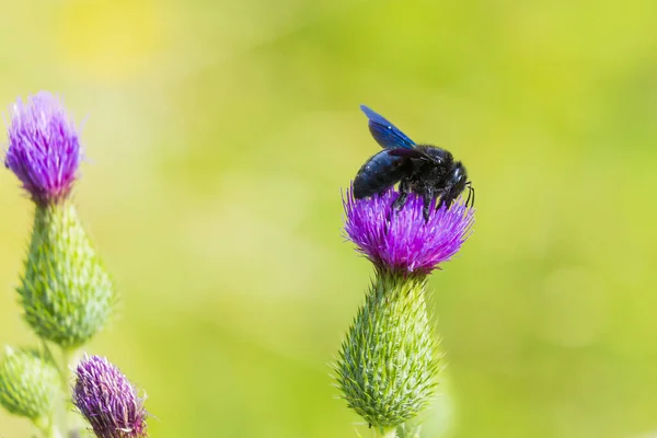Xylocopa violacea, violet carpenter bee, pollinating on purple thistle flowers in a green meadow