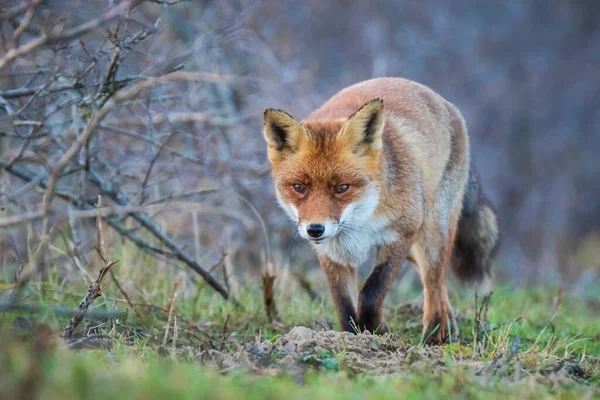 野生小红狐 森林和草地的食腐动物 低视点和选择性聚焦技术 — 图库照片