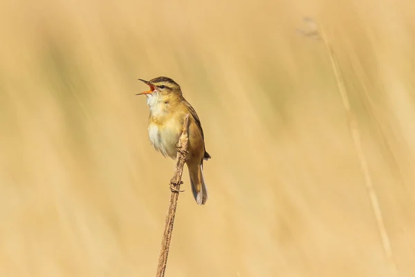 Reed Warbler Eurasian Acrocephalus Scirpaceus Pássaro Cantando Juncos Durante Nascer — Fotografia de Stock