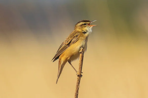 Osadnik Acrocephalus Schoenobaenus Śpiew Ptaków Trzciny Podczas Wschodu Słońca Sezon — Zdjęcie stockowe