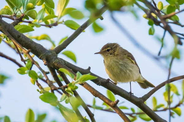 Söğüt bülbülü Phylloscopus trochilus 'un yakın çekimi, güzel bir yaz akşamında yeşil, canlı bir arka planda yumuşak bir ışık ile şarkı söylüyor..