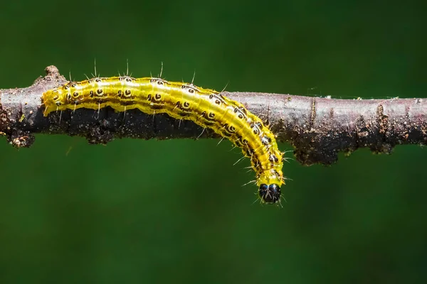 Kutu Ağacı Güvesi Tırtılı Cydalima Perspektifi Yapraklarla Besleniyor Avrupa Istilacı — Stok fotoğraf