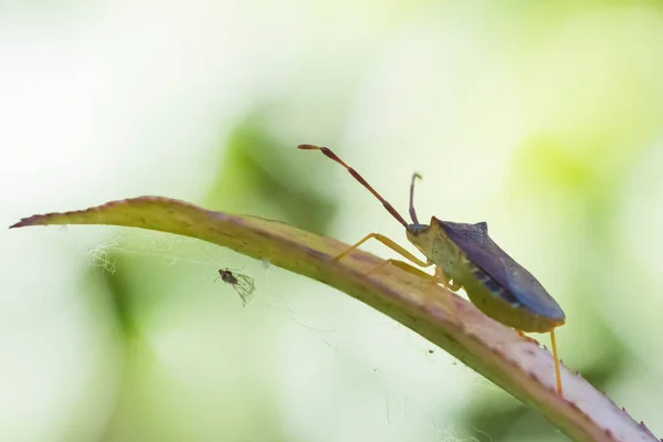 草皮虫Dolycoris Baccarum在阳光下在植物中爬行 — 图库照片