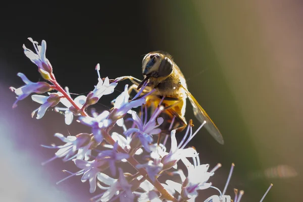 Closeup of a western honey bee or European honey bee Apis mellifera feeding nectar of purple flowers