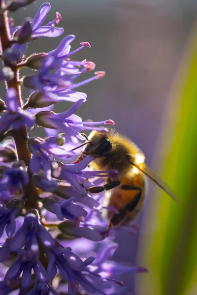 Closeup of a western honey bee or European honey bee Apis mellifera feeding nectar of purple flowers