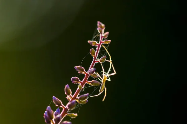 长须圆锥形织布蜘蛛属Tetragnatha或在其栖息地伸展蜘蛛的树冠 — 图库照片