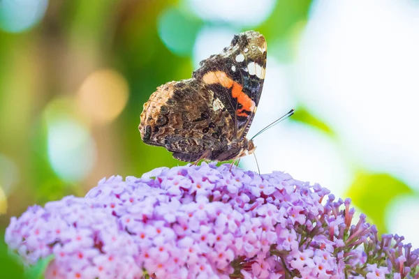 Vanessa Atalanta Almirante Rojo Mariposa Alimentando Néctar Arbusto Mariposa Púrpura — Foto de Stock