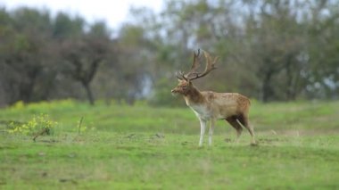 Fallow geyiği, Dama Dama, çiftleşme mevsiminde geyik. Sonbahar güneşi ve doğa renkleri arka planda açıkça görülebilir..