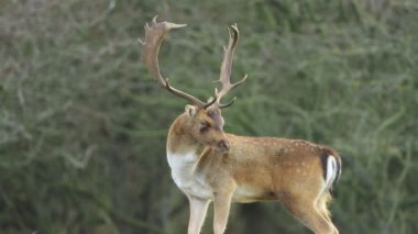 Fallow geyiği, Dama Dama, çiftleşme mevsiminde geyik. Sonbahar güneşi ve doğa renkleri arka planda açıkça görülebilir..