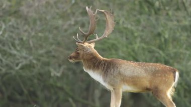 Fallow geyiği, Dama Dama, çiftleşme mevsiminde geyik. Sonbahar güneşi ve doğa renkleri arka planda açıkça görülebilir..