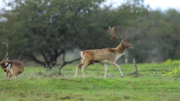 Veado Raso Dama Dama Veado Durante Temporada Rutting Luz Solar — Vídeo de Stock