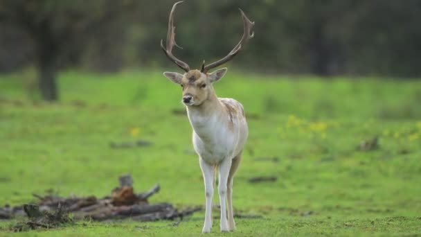 Fallow Deer Dama Dama Stag Rutting Season Autumn Sunlight Nature — Stock Video