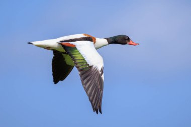 Mavi bir gökyüzüne karşı uçuş ortak shelduck tadorna tadorna