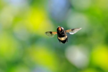 Uçan bir Pellucid hoverfly, Volucella pellucens,