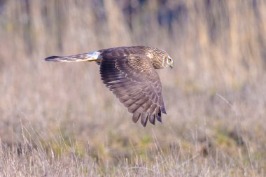 Dişi Hen harrier Sirki siyaneus ya da kuzey harrier soğuk bir kış boyunca çayırda avlanıyor.