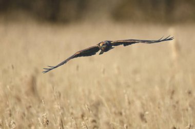 Batılı bataklık gemisi, Circus aeruginosus, bir tarlanın üzerinde uçan ve avlanan yırtıcı kuş.