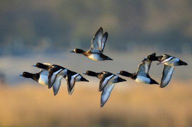 Bir ördek sürüsü yaklaşıyor, Aythya fuligula, uçan kuşlar..