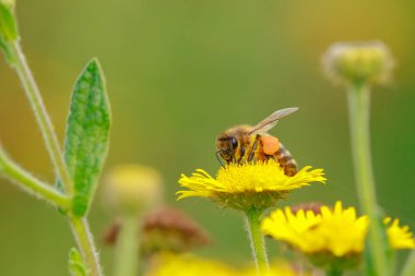 Batı bal arısına ya da Avrupa bal arısına yakın çekim Apis mellifera sarı çiçeklerin nektarını besliyor 