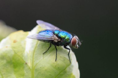 Lucilia Sericata, sıradan bir yeşil şişe sineğine yaklaş, dinleniyor.