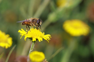 Drone fly Eristalis tenax böcek uçuş güneşli bir bahar mevsiminde