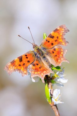Virgül Kelebeği Polygonia c albümü beyaz çiçeklerle nektar besliyor, yumuşak odaklı resim