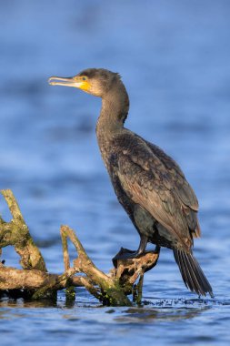 Siyah karabatak kuşu, Phalacrocorax karbonhidrat, kanatlarını güneşte kurutur. Bu bir karabatak için karakteristik bir davranış.