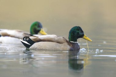 Erkek bir yaban ördeği, Anas platyrhynchos, kameraya doğru temizliyor..