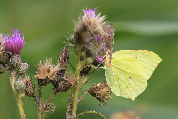 A common brimstone butterfly, gonepteryx rhamni, feeding nectar from a thistle flower