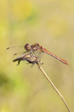 Sıradan bir Darter, Sympetrum striolatum, kanatları açık bir erkek kanatlarını kurutuyor, sıcak güneş ışığında..