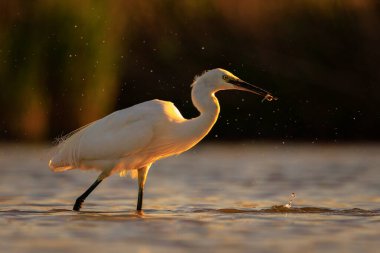 Küçük bir balıkçıl, Egretta Garzetta, suda balık avlıyor.