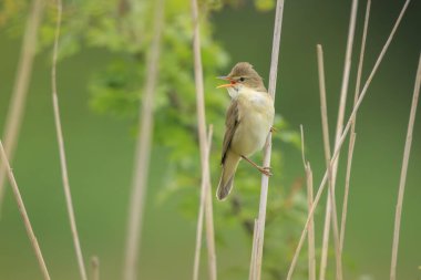 Bataklık bülbülü, Akrocephalus palustris, tarlada öten kuş.