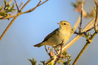 Yaygın bir chiffchaff kuşunun yakın çekimi Phylloscopus collybita, güzel bir yaz akşamında yeşil, canlı bir arka planda yumuşak bir ışık ile şarkı söylüyor..
