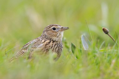 Avrasya tarla kuşu, Alauda arvensis, parlak güneş ışığında yürüyen bir çayırda.