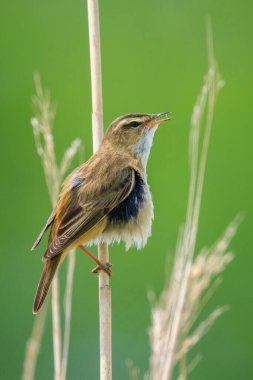 Sedge Warbler kuşuna yakın olan Acrocephalus schoenobaenus üreme mevsiminde bir dişiyi cezbetmek için şarkı söyler.