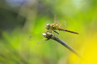 Serseri bir dartın yakın çekimi, Sympetrum vulgatum, bitki örtüsünün üzerinde dinleniyor..